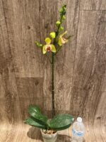 In Spikes Phalaenopsis Lioulin Giant Peloric pot) - Image 6