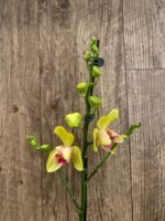 In Spikes Phalaenopsis Lioulin Giant Peloric pot) - Image 3