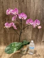 In Spikes Phalaenopsis Jillion (4" Pot) - Image 6