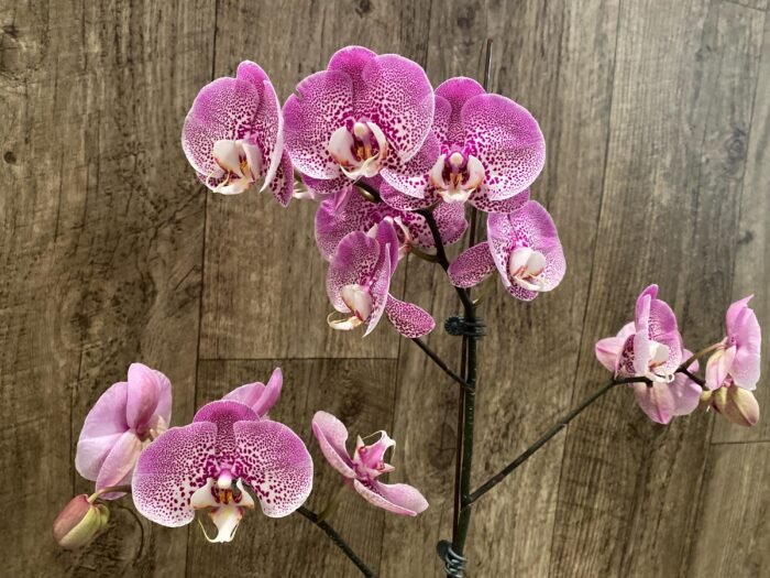 In Spikes Phalaenopsis Jillion (4" Pot) - Image 5