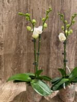 Double Spikes Phalaenopsis Dtps. Long Pride Snowboard Double Plants (4" pot) - Image 5