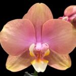 Double Spikes Phalaenopsis OX Golden Star 'OX1663' × SKB Black Lace (4" pot)