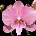 Double Spikes Phalaenopsis Pink Icing (4.5" pot)