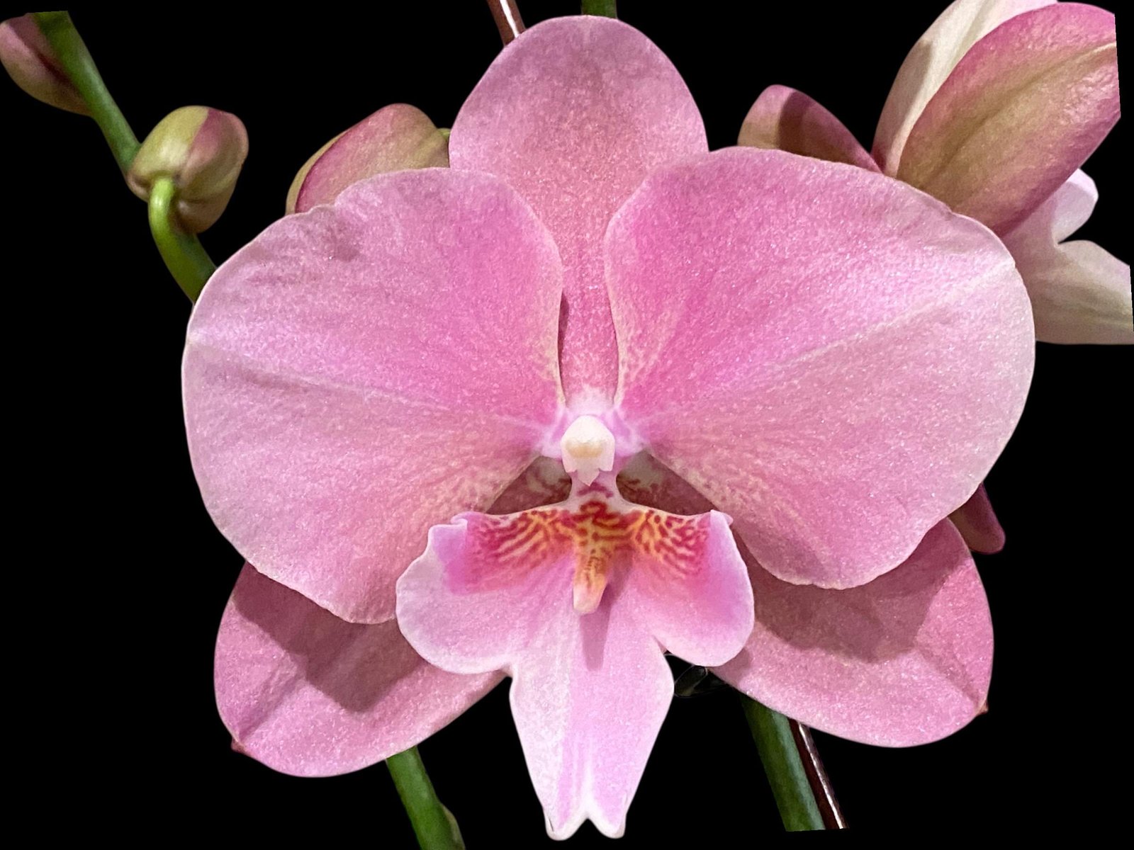 il_fullxfull.7098049695_ixsy.jpg Double Spikes Phalaenopsis Pink Icing (4.5" pot) - Image 1