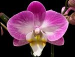 Double Spikes Phalaenopsis GC Reyoung Snow Fox (4.5" pot) - Image 2