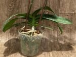 Double Spikes Phalaenopsis GC Reyoung Snow Fox (4.5" pot) - Image 10