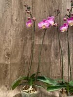 Double Spikes Phalaenopsis GC Reyoung Snow Fox (4.5" pot) - Image 6