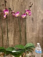 Double Spikes Phalaenopsis GC Reyoung Snow Fox (4.5" pot) - Image 7