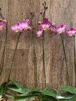 Double Spikes Phalaenopsis GC Reyoung Snow Fox (4.5" pot) - Image 8