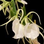 Brassavola nodosa 'Mas Mejor' × 'Remar' (3.5" Pot)