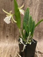 Brassavola nodosa x C. Lulu (3.5" Pot) - Image 6