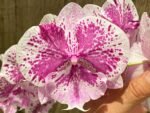 Rare Phalaenopsis Large I-Hsin Dream Bubble “Splash” 38” Tall (4.5" pot)