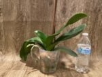 Rare Phalaenopsis Large I-Hsin Dream Bubble “Splash” 38” Tall (4.5" pot) - Image 10
