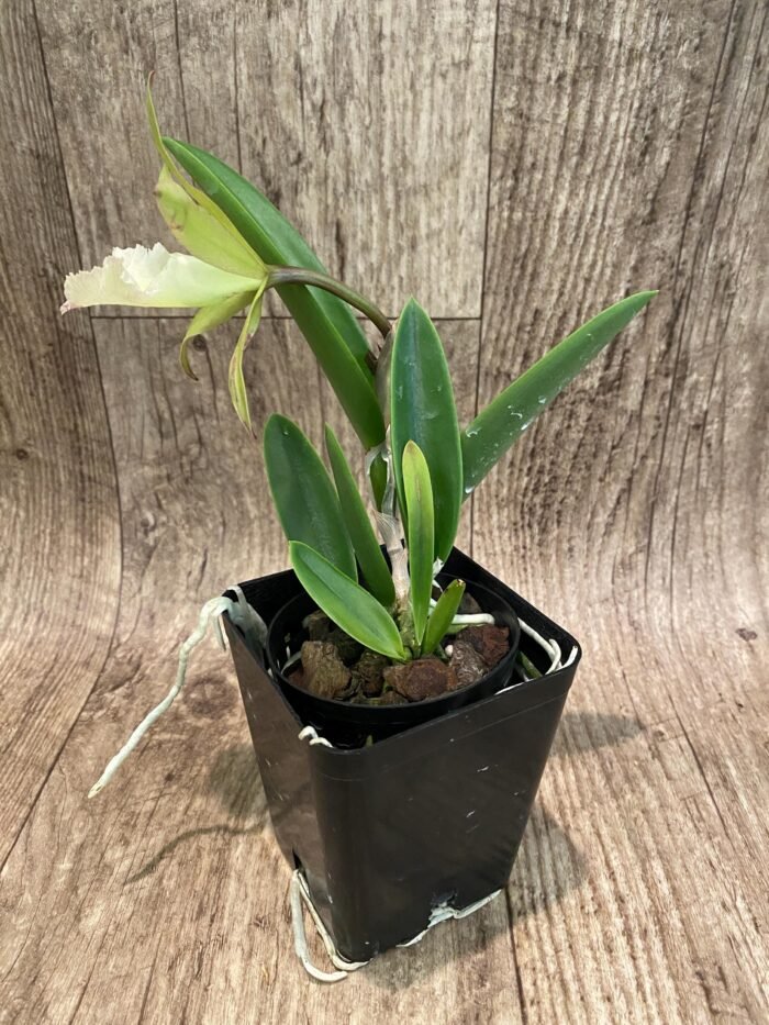 Cattleya aclandiae × B. David Sanders (3.5” Pot) - Image 5