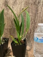 In Bud Procholavola QF Wailele (David Sander x mariae) (3.5” Pot) - Image 5