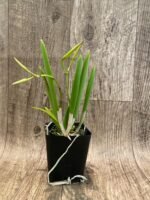 Brassavola nodosa 'Mas Mejor' × 'Remar' (3.5" Pot) - Image 5