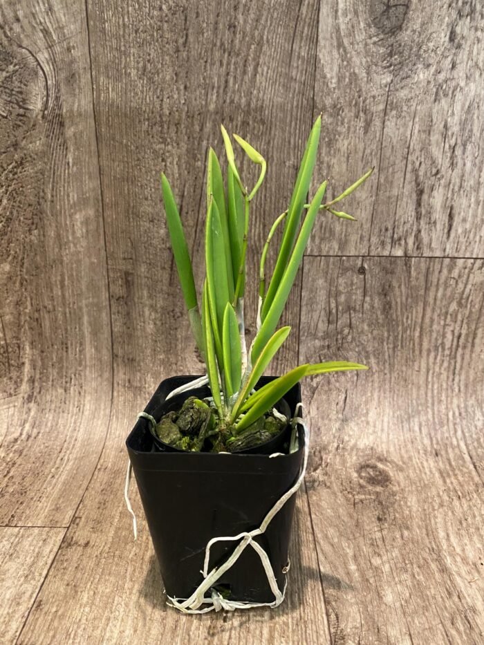 Brassavola nodosa 'Mas Mejor' × 'Remar' (3.5" Pot) - Image 7