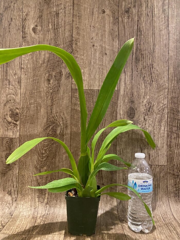Oncidium Pacific Pagan 'Kilauea' (3.5” Pot) - Image 4