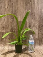 Oncidium Pacific Pagan 'Kilauea' (3.5” Pot) - Image 5