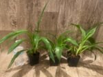 Zygopetalum Advance Australia AM/AOS Fragrant (3.5” pot) - Image 3