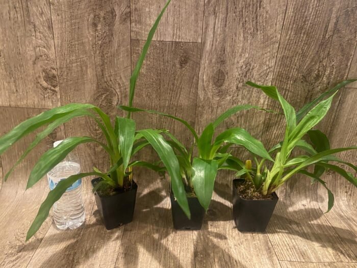 Zygopetalum Advance Australia AM/AOS Fragrant (3.5” pot) - Image 3