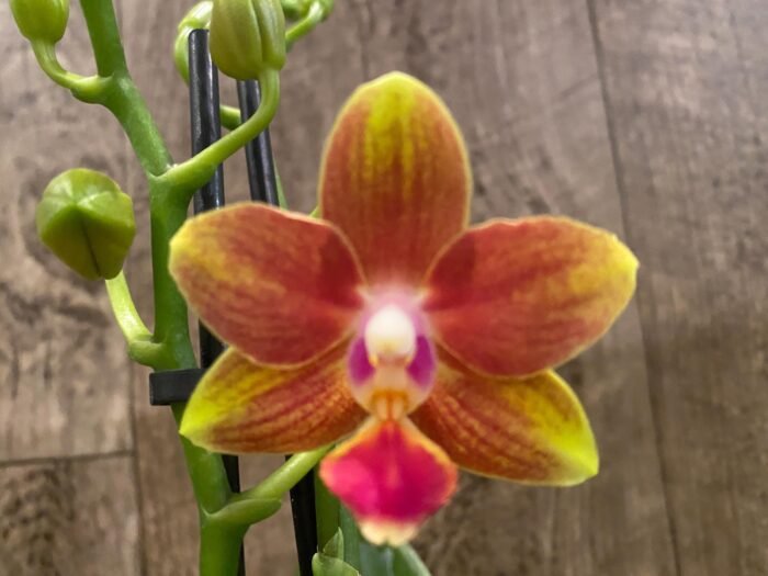 Double Spikes Phalaenopsis I-Hsin Golden Tangerine Ice (3.5" pot) - Image 3