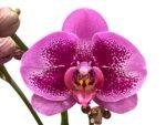 Double Spikes Phalaenopsis I-Hsin Banqiao  (4.5" pot) - Image 2