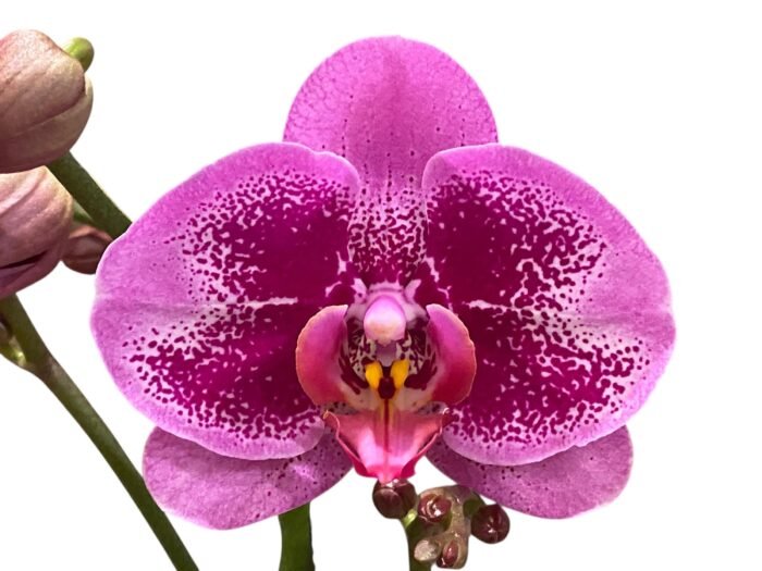 Double Spikes Phalaenopsis I-Hsin Banqiao  (4.5" pot) - Image 2