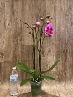 Double Spikes Phalaenopsis I-Hsin Banqiao  (4.5" pot) - Image 5