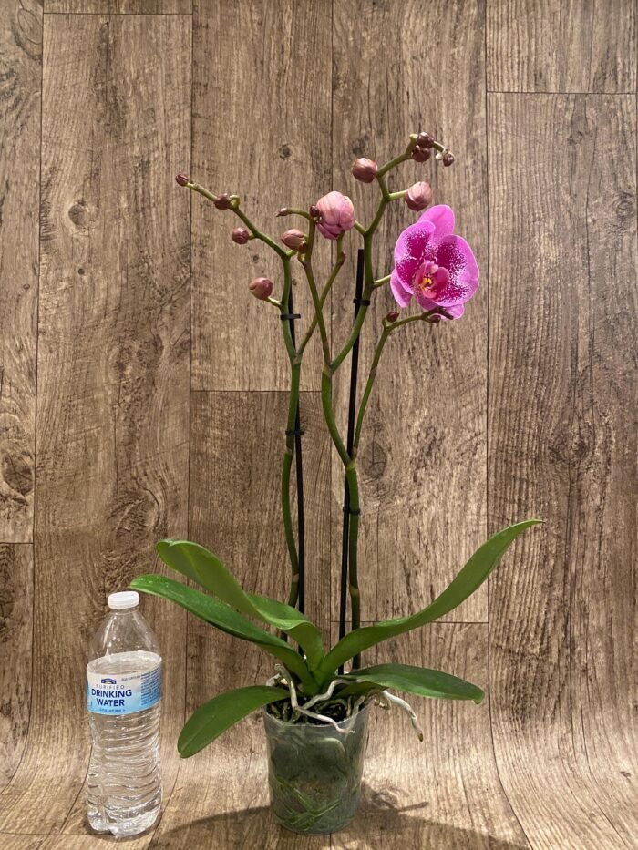 Double Spikes Phalaenopsis I-Hsin Banqiao  (4.5" pot) - Image 5