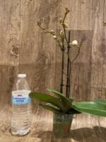 Double Spikes Phalaenopsis Dtps. Romance Valentine (3.5" pot) - Image 6