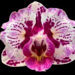 Double Spikes Phalaenopsis Formosa Cranberry ’Wilson’ (3" pot)