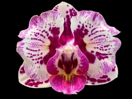 Double Spikes Phalaenopsis Formosa Cranberry ’Wilson’ (3" pot)