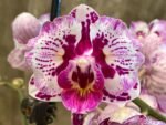 Double Spikes Phalaenopsis Formosa Cranberry ’Wilson’ (3" pot) - Image 2