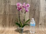 Double Spikes Phalaenopsis Formosa Cranberry ’Wilson’ (3" pot) - Image 6