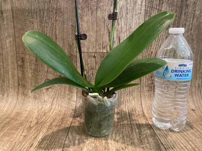 Double Spikes Phalaenopsis Formosa Cranberry ’Wilson’ (3" pot) - Image 9