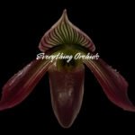 In Spike Paphiopedilum Pleasantry (wardii v. atrobrunneum x barbatum v. nigritum 'Pigmy') (2” pot)