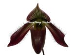 In Spike Paphiopedilum Pleasantry (wardii v. atrobrunneum x barbatum v. nigritum 'Pigmy') (2” pot) - Image 8