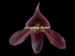 Paphiopedilum QF Space Walk (QF Voodoo × Avenue Azhar)