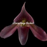 Paphiopedilum QF Space Walk (QF Voodoo × Avenue Azhar)
