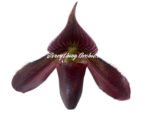 In Spike/ Bud Paphiopedilum QF Space Walk (QF Voodoo × Avenue Azhar) (3.5” pot) - Image 8