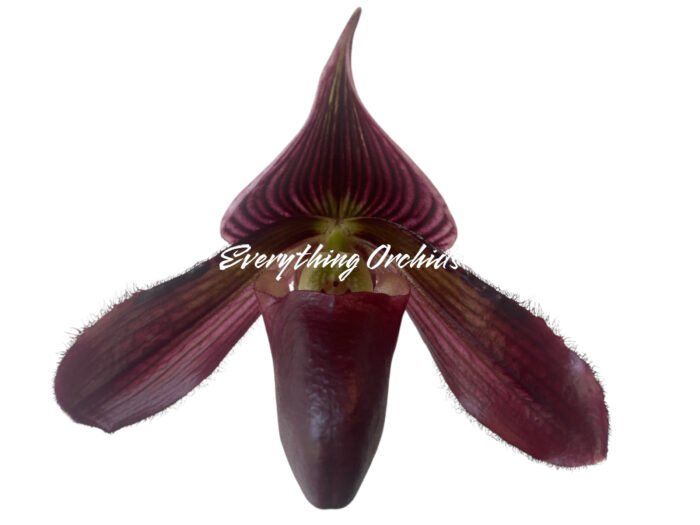In Spike/ Bud Paphiopedilum QF Space Walk (QF Voodoo × Avenue Azhar) (3.5” pot) - Image 8