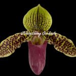Paph. Sukhakuhi x Henryanum 'Daya x 7000’
