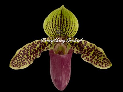 Paph. Sukhakuhi x Henryanum 'Daya x 7000’