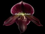 Paph. (Hsinying Web x Voodoo Kitty) ‘Black Whiskers’ x Paph. Mem. Serafin Perez ‘2020’