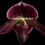 Paph. (Hsinying Web x Voodoo Kitty) ‘Black Whiskers’ x Paph. Mem. Serafin Perez ‘2020’