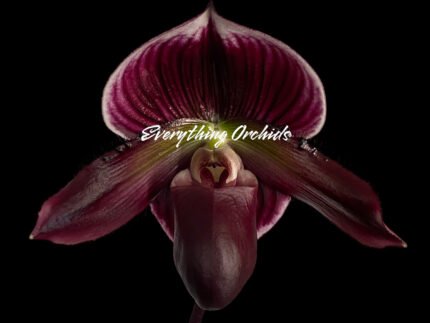 Paph. (Hsinying Web x Voodoo Kitty) ‘Black Whiskers’ x Paph. Mem. Serafin Perez ‘2020’