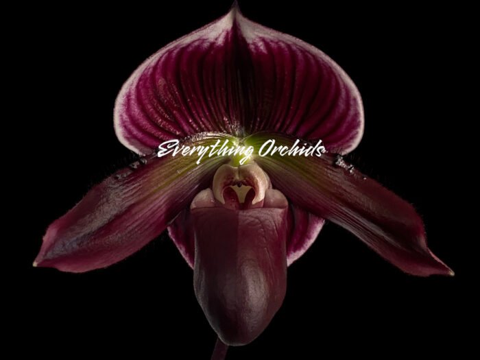 Paph. (Hsinying Web x Voodoo Kitty) ‘Black Whiskers’ x Paph. Mem. Serafin Perez ‘2020’