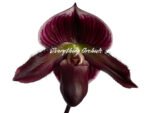 Paph. (Hsinying Web x Voodoo Kitty) ‘Black Whiskers’ x Paph. Mem. Serafin Perez ‘2020’