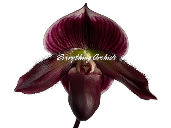Paph. (Hsinying Web x Voodoo Kitty) ‘Black Whiskers’ x Paph. Mem. Serafin Perez ‘2020’